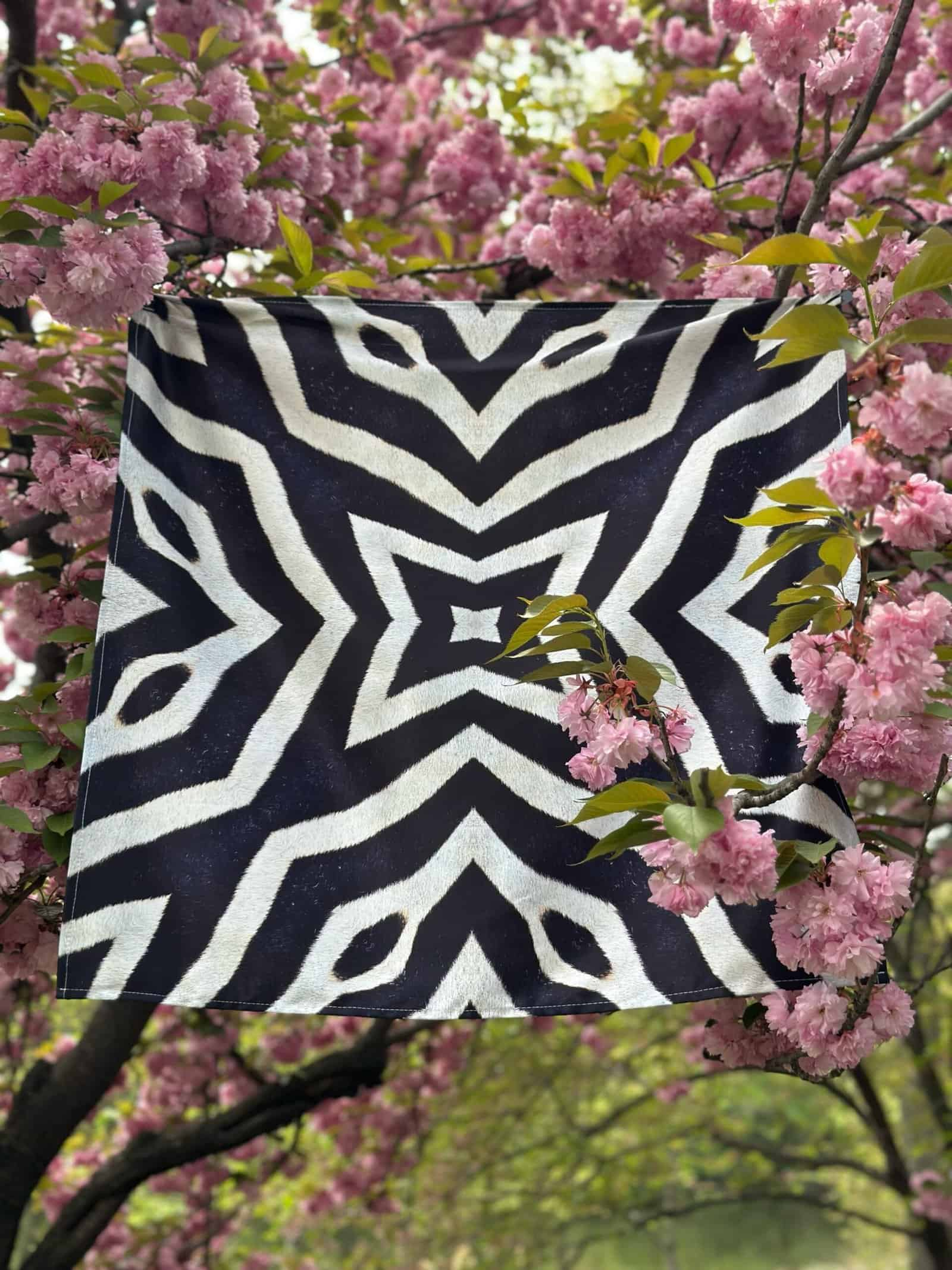 Vibrant black and white zebra print cloth hanging among blooming pink cherry blossoms, perfect for a springtime outdoor setting.